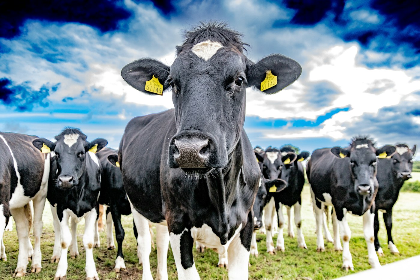 Dairy case study